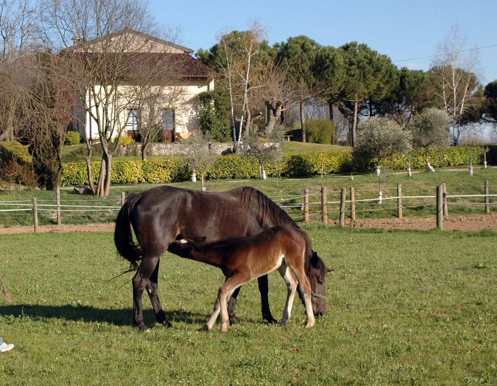 Agriturismo Trebisonda Country Resort Monzambano Εξωτερικό φωτογραφία